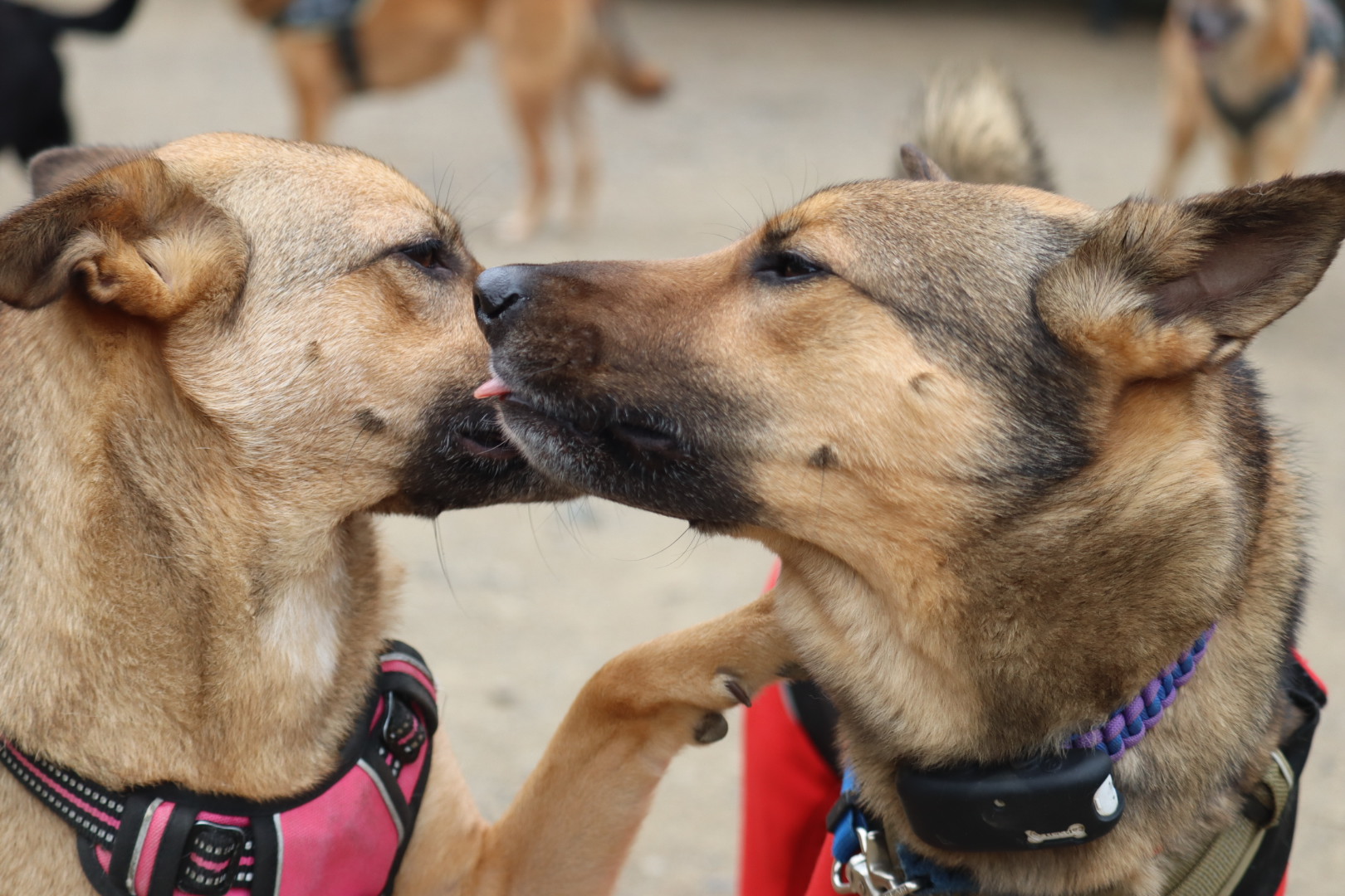 京都の老犬ホーム